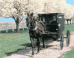 Horse-drawn Carriage